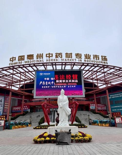 天麻|当归|中药材|马钱子|中国中央电视台