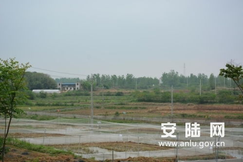 烟店镇一企业获评湖北省巾帼脱贫示范基地，中药材销售助力扶贫